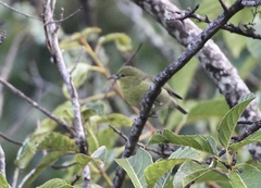 Chlorodrepanis stejnegeri