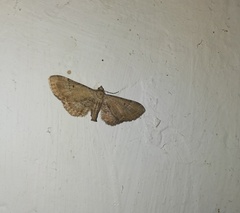 Eupithecia simpliciata