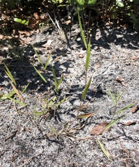 Dichanthelium patentifolium