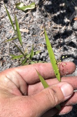 Dichanthelium patentifolium