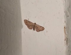 Eupithecia simpliciata