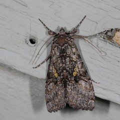 Syngrapha octoscripta