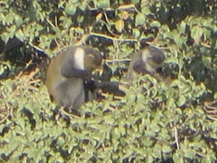 Cercopithecus mitis