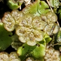 Marchantia polymorpha montivagans