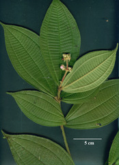 Image of Conostegia bracteata