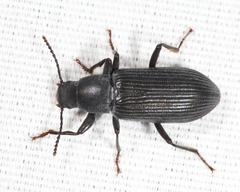 Xylopinus saperdoides