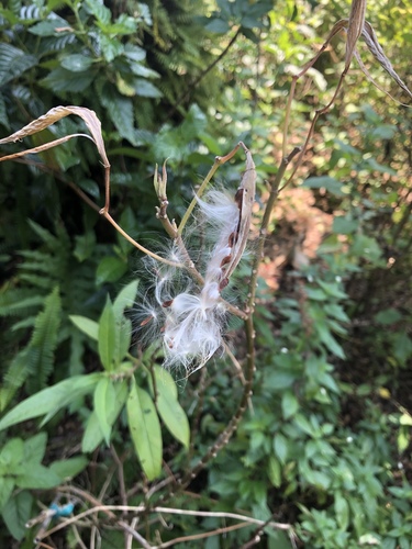 Asclepias curassavica image