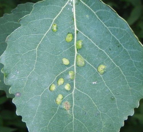 Poplar gall mite