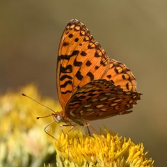 Speyeria coronis carolae