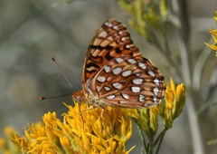 Speyeria coronis carolae