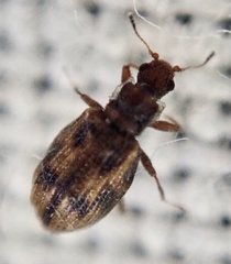 Cartodere bifasciata