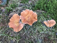 Lactarius peckii