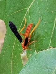 Trogus
