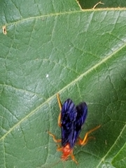 Trogus