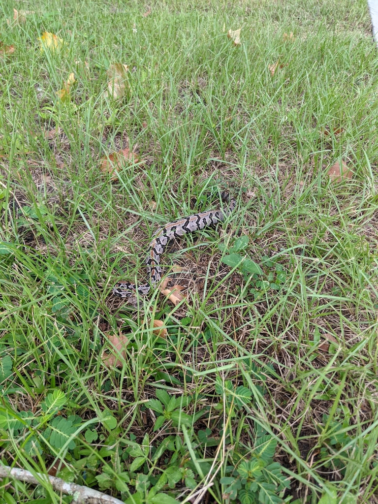 Timber Rattlesnake in August 2020 by lisaa_mariee23. Trying to cross ...