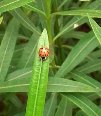 Harmonia axyridis
