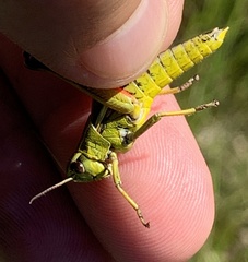 Stethophyma lineatum