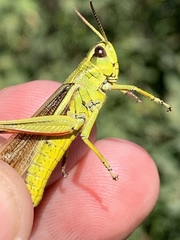 Stethophyma lineatum