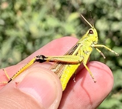 Stethophyma lineatum