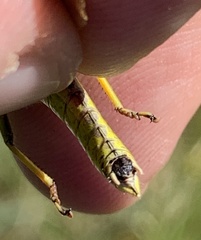 Stethophyma lineatum