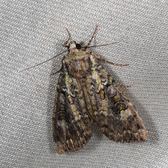 Anaplectoides prasina