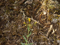 Hypericum linariifolium