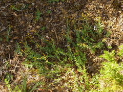 Hypericum linariifolium