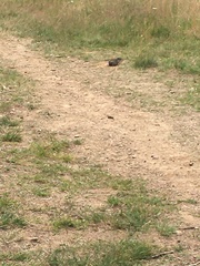 Urocitellus columbianus