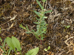 Hypericum linariifolium