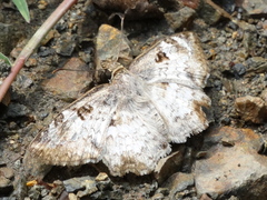 Antigonus emorsa