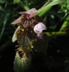 Lamium purpureum