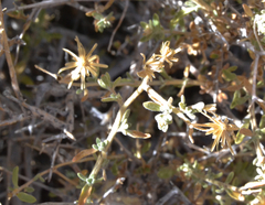 Brickellia frutescens