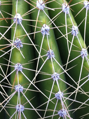 Cephalocereus polylophus