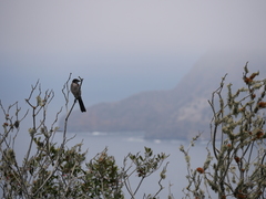 Island Scrub-Jay photo 3