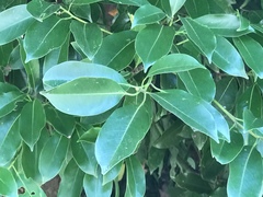 Machilus thunbergii