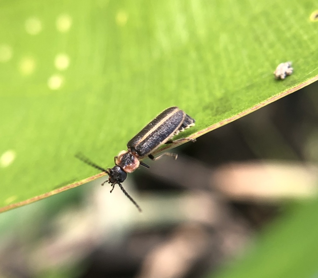 Polemius limbatus