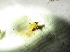 Phytocoris ramosus