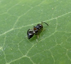Encyrtus aurantii