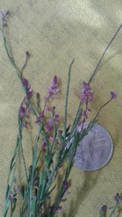Polygala paniculata