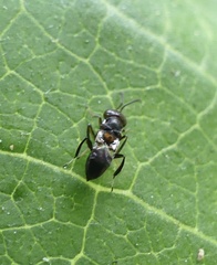 Encyrtus aurantii