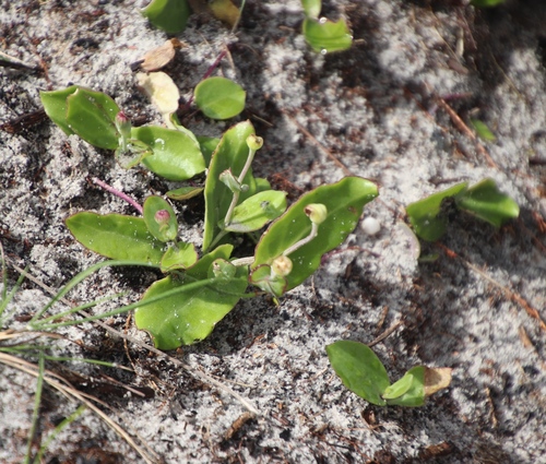 Othonna undulosa