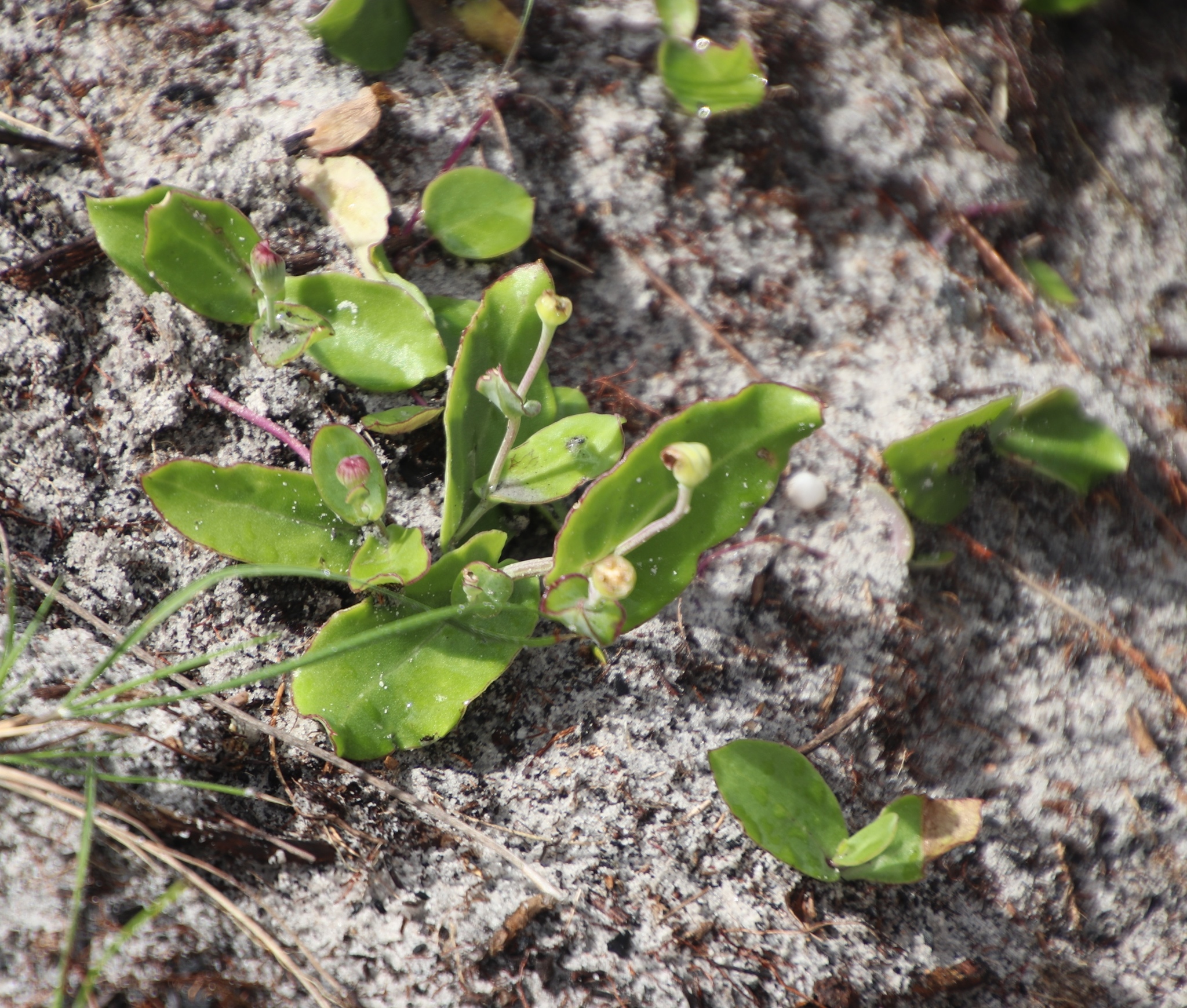 Othonna undulosa