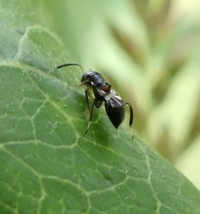 Encyrtus aurantii