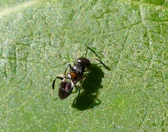 Encyrtus aurantii