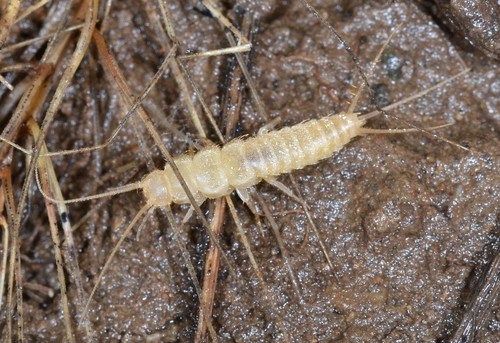 Nicoletiidae