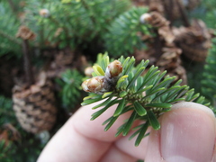 Abies koreana