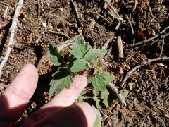 Phacelia hydrophylloides