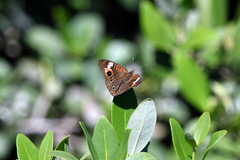 Junonia neildi varia