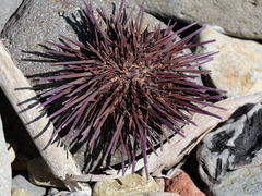 Strongylocentrotidae