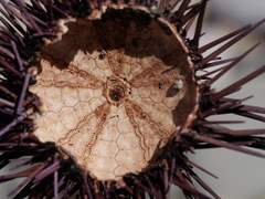 Strongylocentrotidae